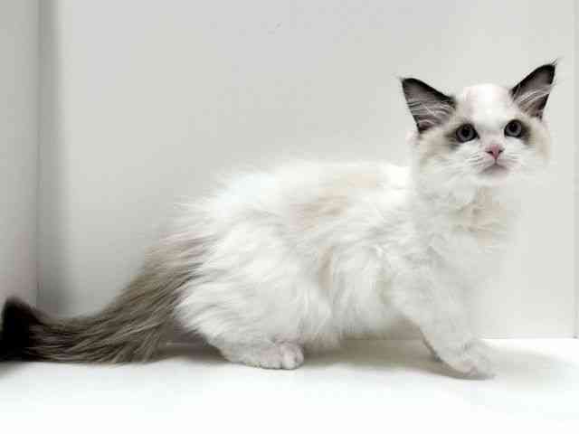 愛知県のラグドール (ひごペットフレンドリーららぽーと名古屋みなとアクルス店/2025年8月11日生まれ/女の子/シールポイント)の子猫の3枚目の画像