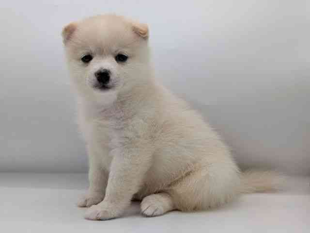 香川県のポメ柴/豆ポメ/ポメ豆柴(ポメラニアン×柴犬) (ひごペットフレンドリーゆめタウン高松店/2025年8月17日生まれ/男の子/白)の子犬の3枚目の画像