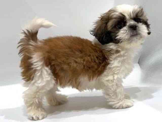 愛知県のシーズー (ひごペットフレンドリーヴィアモール アピタ江南西店/2025年8月17日生まれ/男の子/ゴールドホワイト)の子犬の3枚目の画像