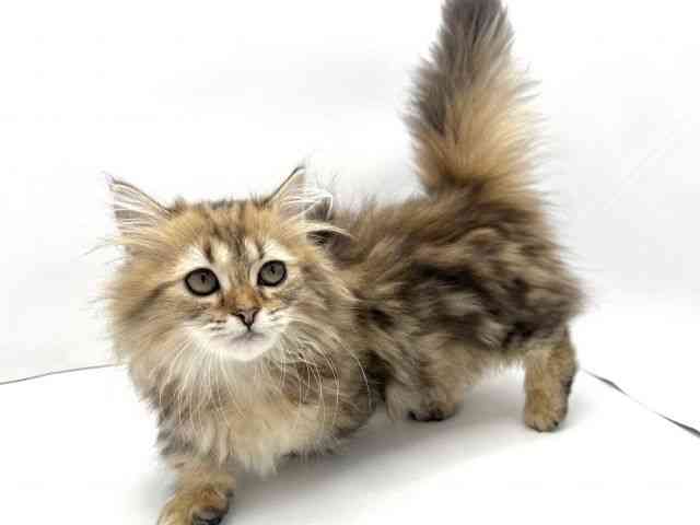 兵庫県のミヌエット (ひごペットフレンドリークラウンパーク伊丹店/2025年8月16日生まれ/女の子/ブラウンタビー)の子猫の3枚目の画像