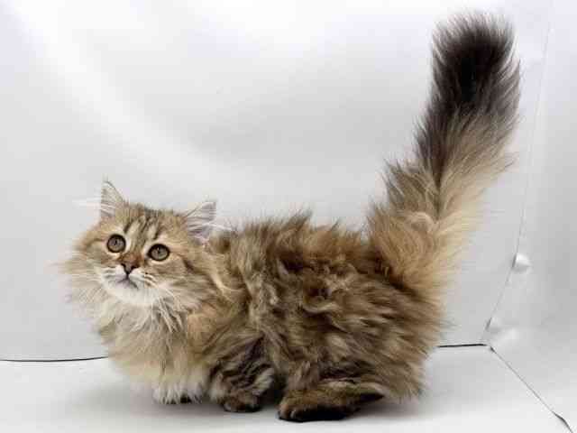 兵庫県のミヌエット (ひごペットフレンドリークラウンパーク伊丹店/2025年8月16日生まれ/女の子/ブラウンタビー)の子猫の3枚目の画像