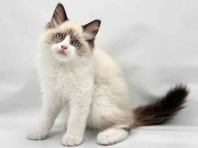 大阪府のラグドール (ひごペットフレンドリー東淀川店/2025年8月7日生まれ/男の子/シールポイントバイカラー)の子猫の3枚目の画像