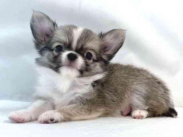 大阪府のチワワ(ロング) (ひごペットフレンドリー堺プラットプラット店/2025年8月16日生まれ/男の子/フォーンホワイト)の子犬の3枚目の画像