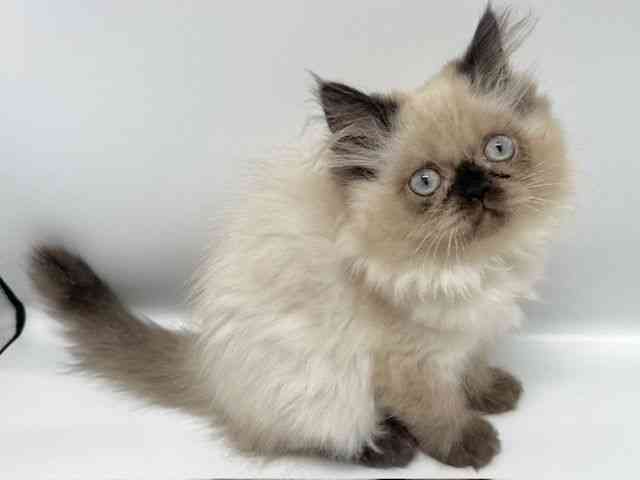 大阪府のヒマラヤン (ひごペットフレンドリーイオンタウン豊中庄内店/2025年8月7日生まれ/女の子/シールポイント)の子猫の3枚目の画像