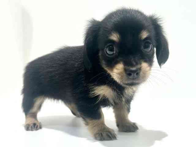 大阪府のチワックス(チワワ×ダックス) (ひごペットフレンドリーイオン高槻店/2025年8月16日生まれ/女の子/ブラックタン)の子犬の3枚目の画像