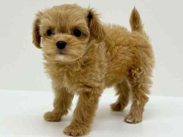 兵庫県のチワプー/プーチー(チワワ×プードル) (ひごペットフレンドリーブルメールHAT神戸店/2025年8月16日生まれ/女の子/アプリコット)の子犬の3枚目の画像