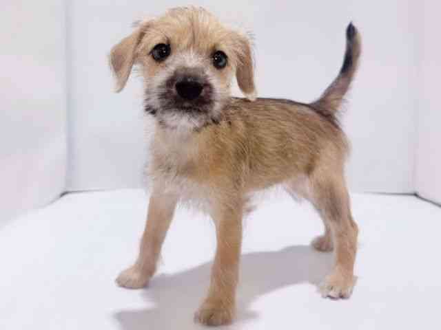 大阪府のハーフ犬・ミックス犬 (ひごペットフレンドリーイズミヤショッピングセンター千里丘店/2025年8月16日生まれ/女の子/レッド)の子犬の3枚目の画像