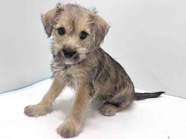 奈良県のハーフ犬・ミックス犬 (ひごペットフレンドリー奈良パワーシティ店/2025年8月16日生まれ/女の子/レッド)の子犬の3枚目の画像