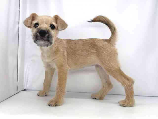 兵庫県のハーフ犬・ミックス犬 (ひごペットフレンドリーイオンタウン加古川店/2025年8月16日生まれ/女の子/レッド)の子犬の3枚目の画像