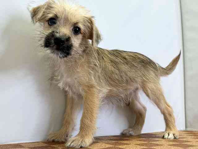 愛媛県のハーフ犬・ミックス犬 (ひごペットフレンドリーエミフルMASAKI店/2025年8月16日生まれ/男の子/レッド)の子犬の3枚目の画像