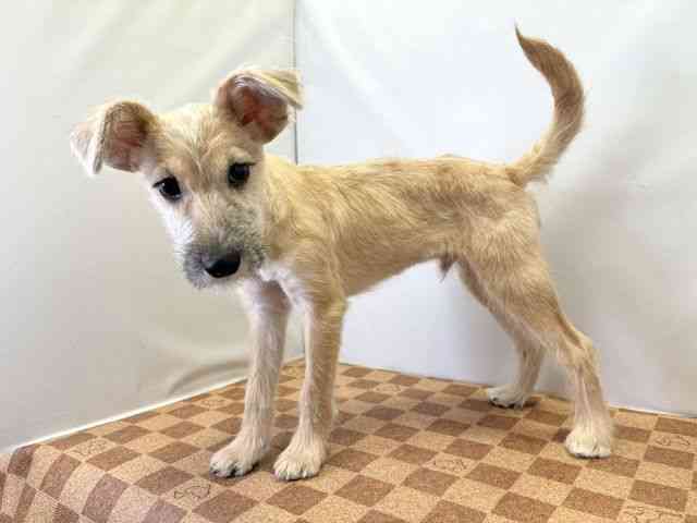 愛媛県のハーフ犬・ミックス犬 (ひごペットフレンドリーエミフルMASAKI店/2025年8月16日生まれ/男の子/レッド)の子犬の3枚目の画像