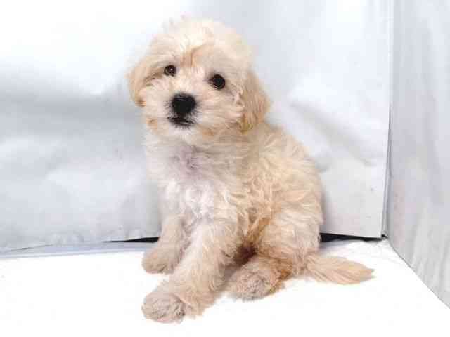 大阪府のシュナプー(シュナウザー×プードル) (ひごペットフレンドリー堺プラットプラット店/2025年8月14日生まれ/男の子/クリーム)の子犬の3枚目の画像
