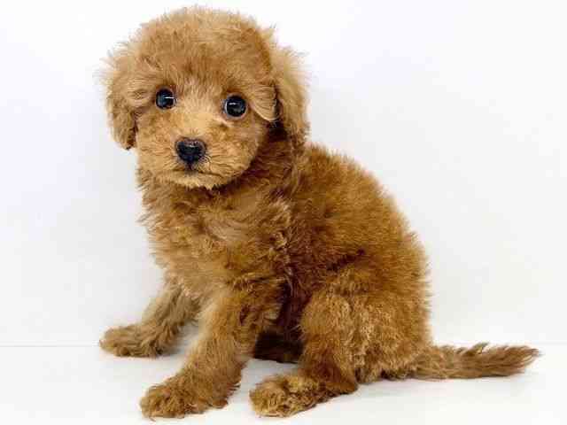 大阪府のトイプードル(トイ) (ひごペットフレンドリーいこらもーる泉佐野店/2025年8月16日生まれ/男の子/レッド)の子犬の3枚目の画像