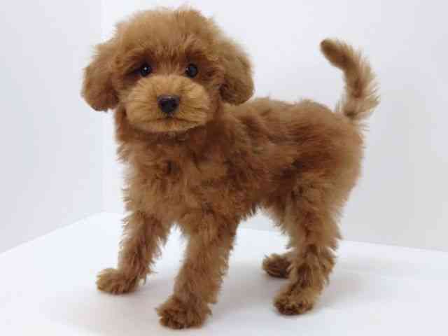 大阪府のトイプードル(トイ) (ひごペットフレンドリーいこらもーる泉佐野店/2025年8月16日生まれ/男の子/レッド)の子犬の3枚目の画像