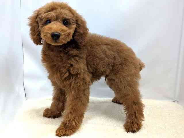 広島県のトイプードル(トイ) (ひごペットフレンドリーゆめタウン廿日市店/2025年8月15日生まれ/男の子/レッド)の子犬の3枚目の画像