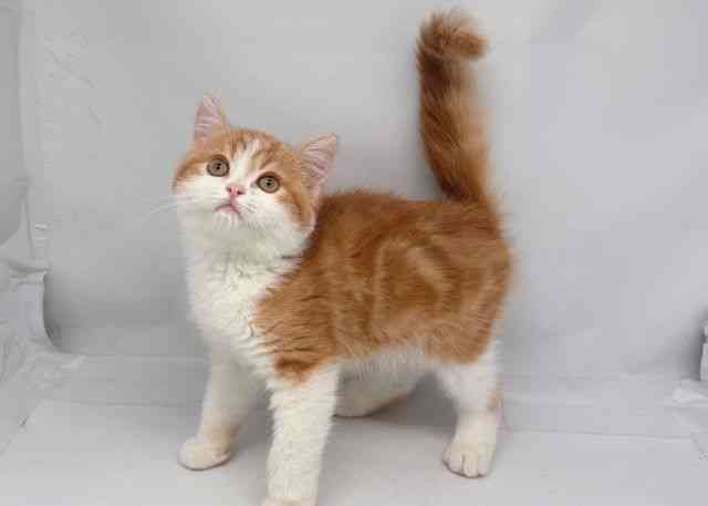 鳥取県のミヌエット (ひごペットフレンドリーイオンモール鳥取北店/2025年8月13日生まれ/男の子/レッドタビーホワイト)の子猫の3枚目の画像