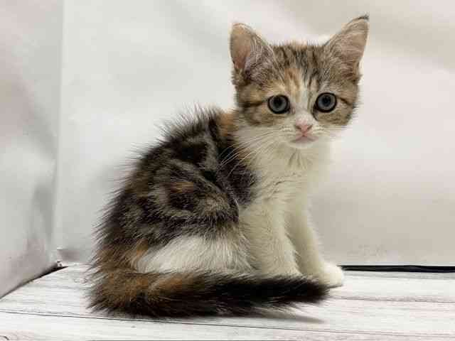 和歌山県のミヌエット (ひごペットフレンドリーパームシティ和歌山店/2025年8月13日生まれ/女の子/ブラウンパッチドタビーホワイト)の子猫の3枚目の画像