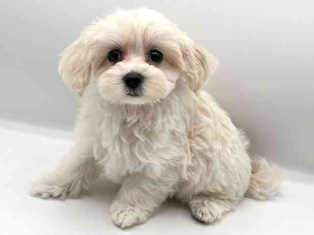 京都府のマルプー(マルチーズ×プードル) (ひごペットフレンドリーイオンモール高の原店/2025年8月8日生まれ/女の子/クリーム)の子犬の3枚目の画像