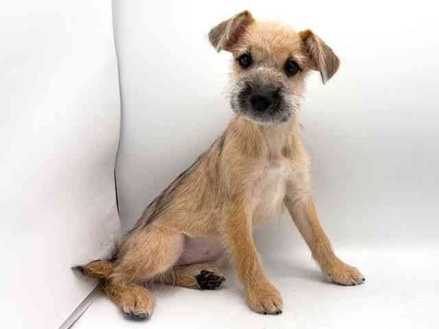 奈良県のハーフ犬・ミックス犬 (ひごペットフレンドリー田原本店/2025年8月16日生まれ/女の子/レッド)の子犬の3枚目の画像