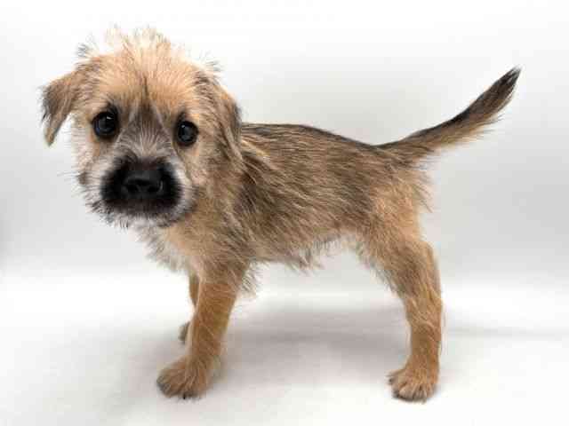 奈良県のハーフ犬・ミックス犬 (ひごペットフレンドリー田原本店/2025年8月16日生まれ/女の子/レッド)の子犬の3枚目の画像