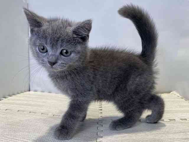 島根県のブリティッシュショートヘアー (ひごペットフレンドリーイオンモール出雲店/2025年8月17日生まれ/男の子/ブルー)の子猫の3枚目の画像