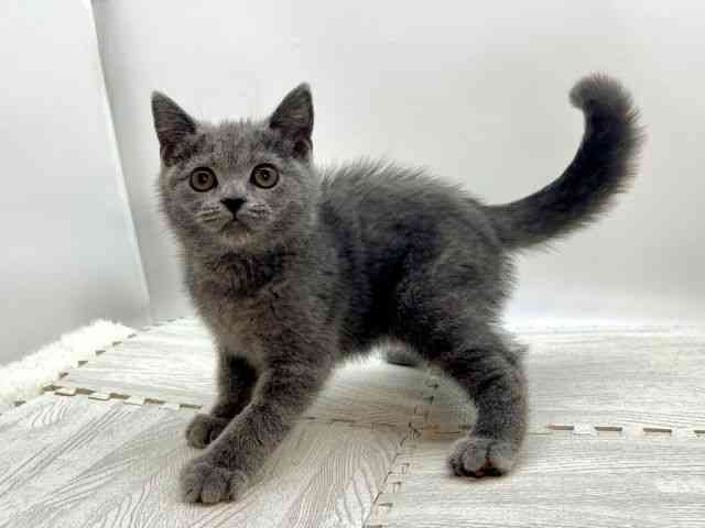 島根県のブリティッシュショートヘアー (ひごペットフレンドリーイオンモール出雲店/2025年8月17日生まれ/男の子/ブルー)の子猫の3枚目の画像