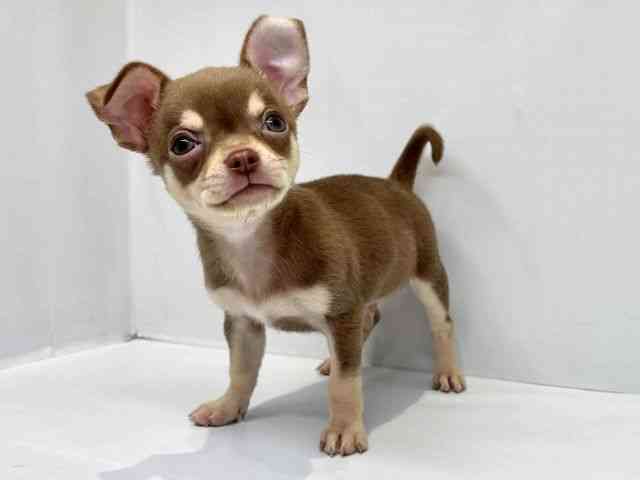 大阪府のチワワ(スムース) (ひごペットフレンドリーセブンパーク天美店/2025年8月13日生まれ/男の子/チョコレートタン)の子犬の3枚目の画像