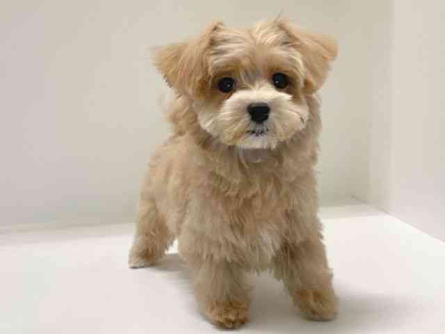 兵庫県のマルプー(マルチーズ×プードル) (ひごペットフレンドリーイトーヨーカドー明石店/2025年8月15日生まれ/男の子/クリーム)の子犬の3枚目の画像