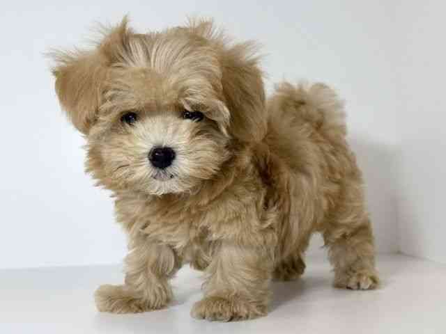 兵庫県のハーフ犬・ミックス犬 (ひごペットフレンドリーイトーヨーカドー明石店/2025年8月15日生まれ/男の子/クリーム)の子犬の3枚目の画像