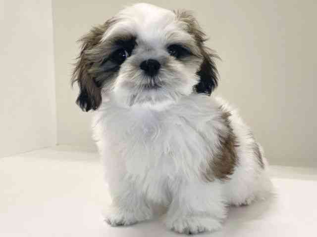 兵庫県のシーズー (ひごペットフレンドリーイトーヨーカドー明石店/2025年8月18日生まれ/男の子/ホワイトゴールド)の子犬の3枚目の画像