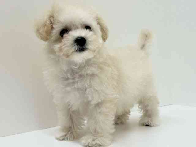 兵庫県のビションプー(ビションフリーゼ×プードル) (ひごペットフレンドリーブルメールHAT神戸店/2025年8月17日生まれ/女の子/クリーム)の子犬の3枚目の画像