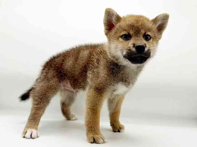 兵庫県の柴犬(標準サイズ) (ひごペットフレンドリーコロワ甲子園店/2025年8月17日生まれ/男の子/赤)の子犬の3枚目の画像