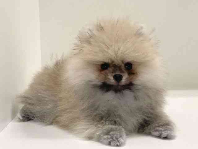 兵庫県のポメラニアン (ひごペットフレンドリーイトーヨーカドー明石店/2025年8月17日生まれ/男の子/クリーム)の子犬の3枚目の画像