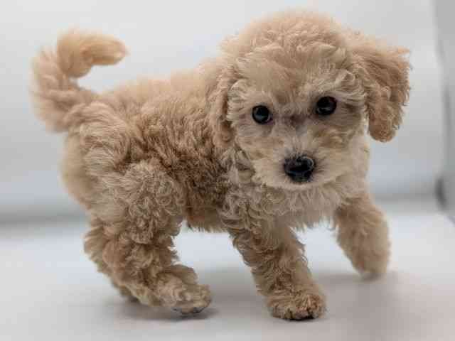 香川県のハーフ犬・ミックス犬 (ひごペットフレンドリーゆめタウン高松店/2025年8月18日生まれ/男の子/クリーム)の子犬の3枚目の画像