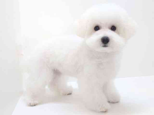 大阪府のビションフリーゼ (ひごペットフレンドリーいこらもーる泉佐野店/2025年8月15日生まれ/女の子/ホワイト)の子犬の3枚目の画像