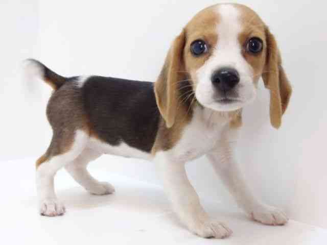 大阪府のビーグル (ひごペットフレンドリーいこらもーる泉佐野店/2025年8月19日生まれ/女の子/ブラックタンホワイト)の子犬の3枚目の画像