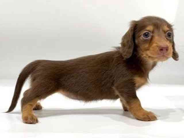 愛知県のミニチュアダックスフンド(ロング) (ひごペットフレンドリーヴィアモール アピタ江南西店/2025年8月19日生まれ/女の子/チョコレートタン)の子犬の3枚目の画像