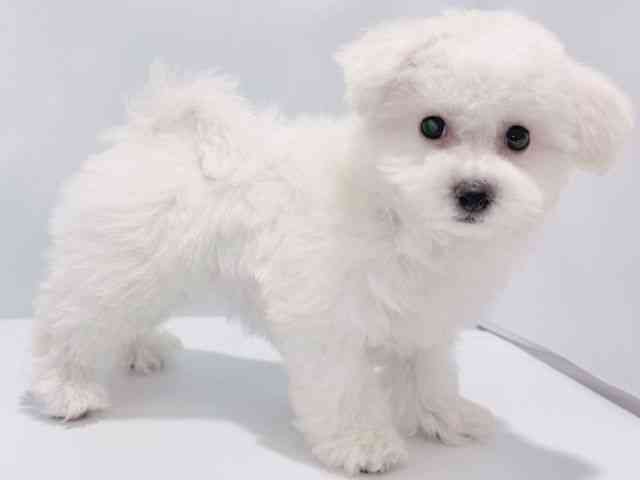 大阪府のビションフリーゼ (ひごペットフレンドリーイズミヤショッピングセンター千里丘店/2025年8月17日生まれ/男の子/ホワイト)の子犬の3枚目の画像