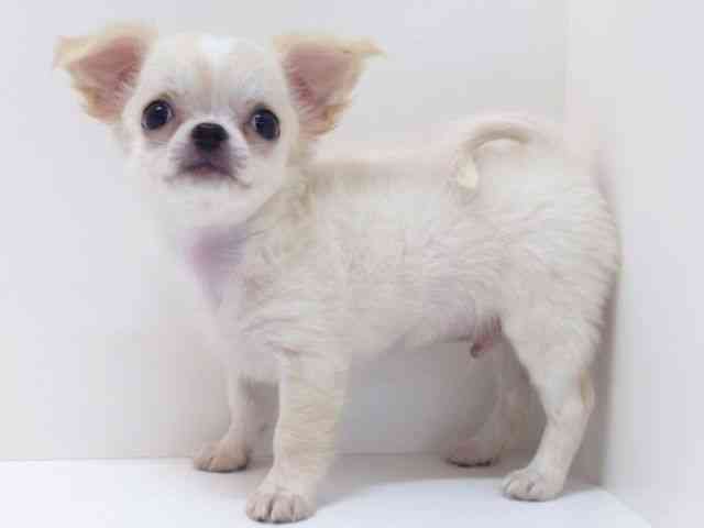 大阪府のチワワ(ロング) (ひごペットフレンドリーいこらもーる泉佐野店/2025年8月15日生まれ/男の子/ホワイトクリーム)の子犬の3枚目の画像