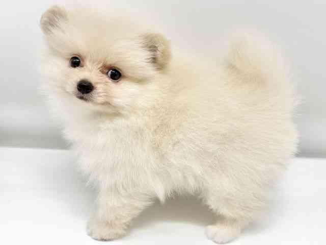 大阪府のポメラニアン (ひごペットフレンドリーイオンタウン豊中庄内店/2025年8月18日生まれ/男の子/クリーム)の子犬の3枚目の画像