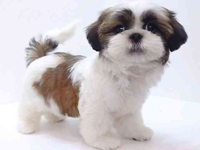 大阪府のシーズー (ひごペットフレンドリーいこらもーる泉佐野店/2025年8月14日生まれ/男の子/ゴールドホワイト)の子犬の3枚目の画像