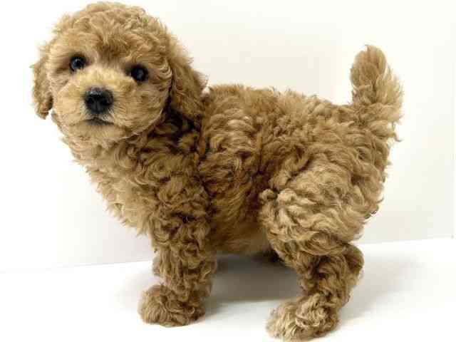 大阪府のトイプードル(トイ) (ひごペットフレンドリーベルファⅡ都島店/2025年8月18日生まれ/女の子/アプリコット)の子犬の3枚目の画像