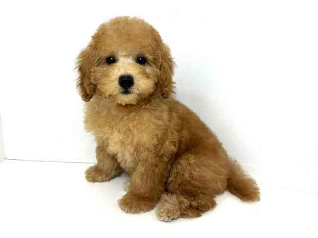 大阪府のトイプードル(トイ) (ひごペットフレンドリーベルファⅡ都島店/2025年8月18日生まれ/女の子/アプリコット)の子犬の3枚目の画像