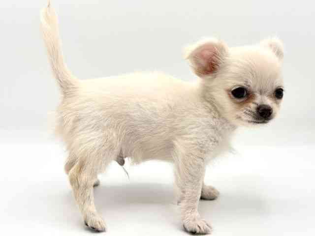 愛知県のチワワ(ロング) (ひごペットフレンドリープライムツリー赤池店/2025年8月10日生まれ/男の子/ホワイト)の子犬の3枚目の画像