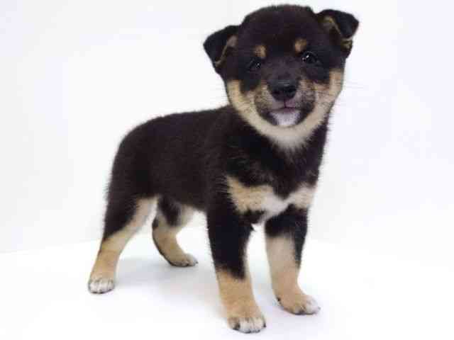 大阪府の柴犬(標準サイズ) (ひごペットフレンドリーいこらもーる泉佐野店/2025年8月14日生まれ/女の子/黒)の子犬の3枚目の画像