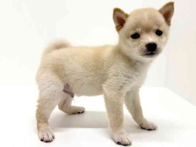 大阪府の柴犬(標準サイズ) (ひごペットフレンドリーくずはモール店/2025年8月18日生まれ/男の子/白)の子犬の3枚目の画像