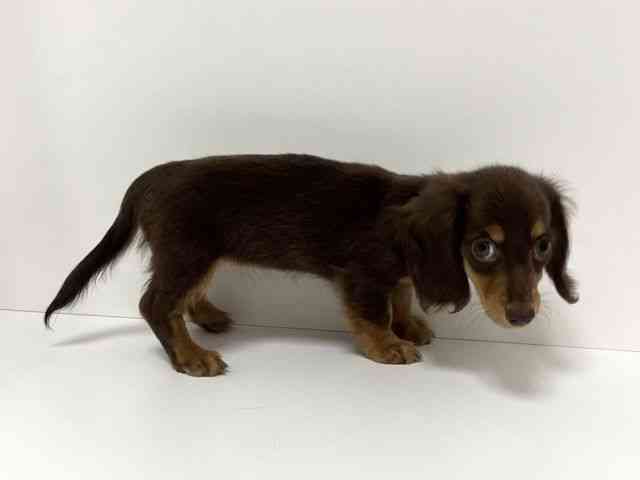 愛知県のカニンヘンダックスフンド(ロング) (ひごペットフレンドリーイトーヨーカドー知多店/2025年8月14日生まれ/女の子/チョコレートタン)の子犬の3枚目の画像