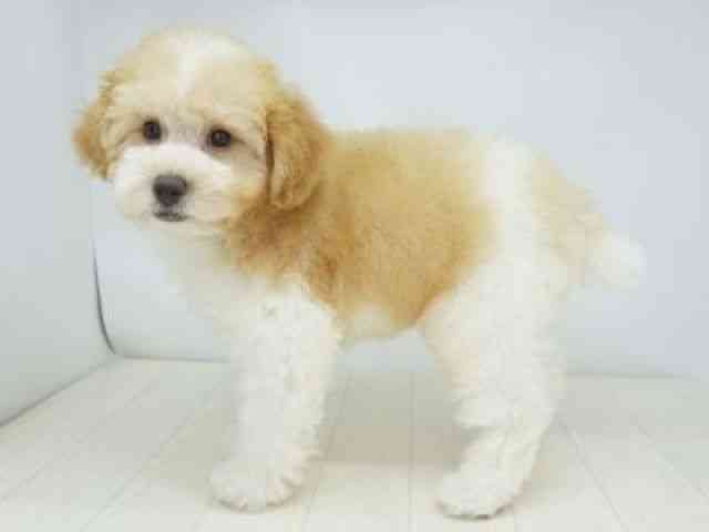 福岡県のトイプードル(トイ) (ひごペットフレンドリーゆめタウン筑紫野店/2025年8月18日生まれ/男の子/レッドホワイト)の子犬の3枚目の画像