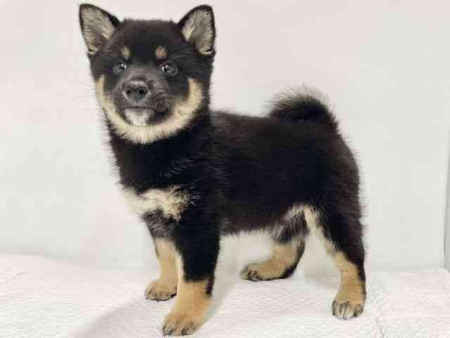 高知県の柴犬(標準サイズ) (ひごペットフレンドリーイオンモール高知店/2025年8月16日生まれ/男の子/黒)の子犬の3枚目の画像