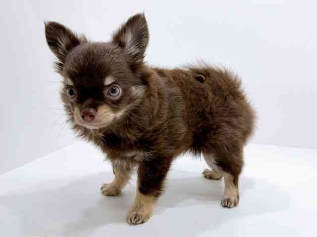 兵庫県のチワワ(ロング) (ひごペットフレンドリーコロワ甲子園店/2025年8月17日生まれ/男の子/チョコレートタンホワイト)の子犬の3枚目の画像